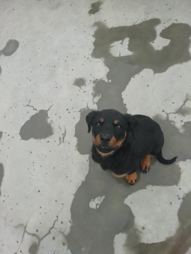 Vendo Cachorro Hembra Rottwailer Urgente