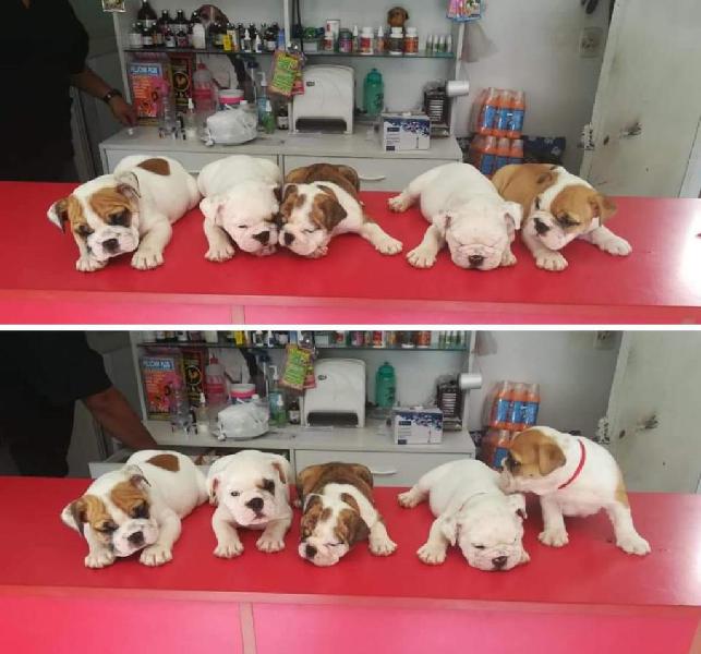 Bulldog Ingles en Venta Solo Una