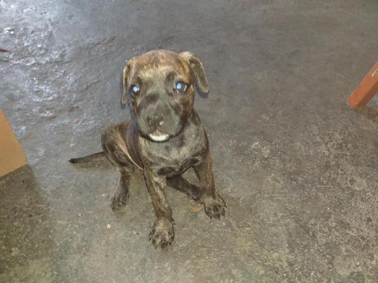 Cachorra Cruce Pitbull con Stanford