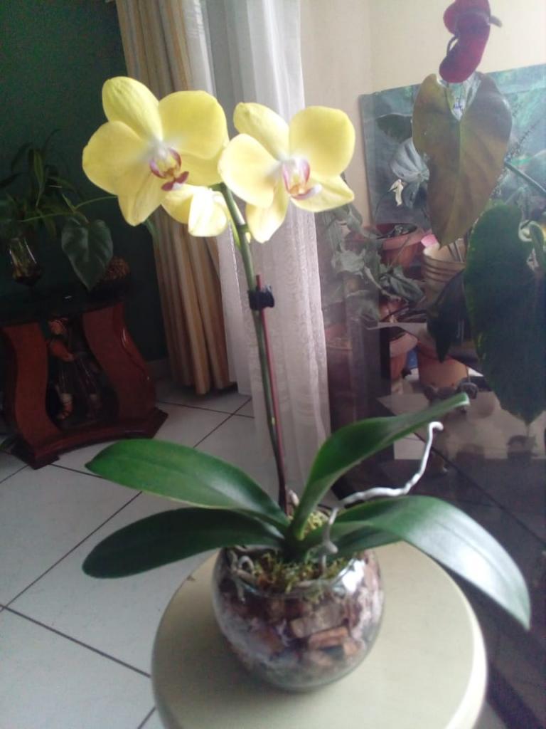 Orquídeas Exóticas