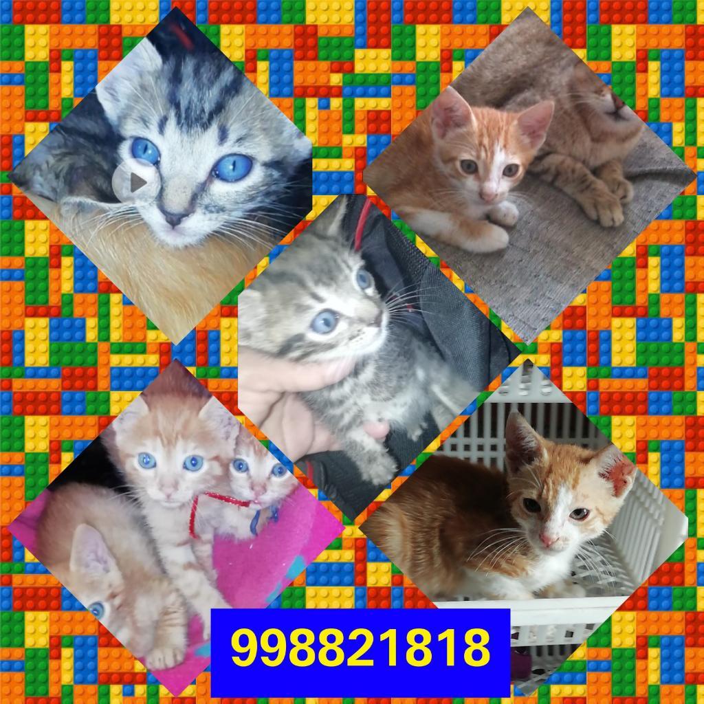 Adopta Un Gatito