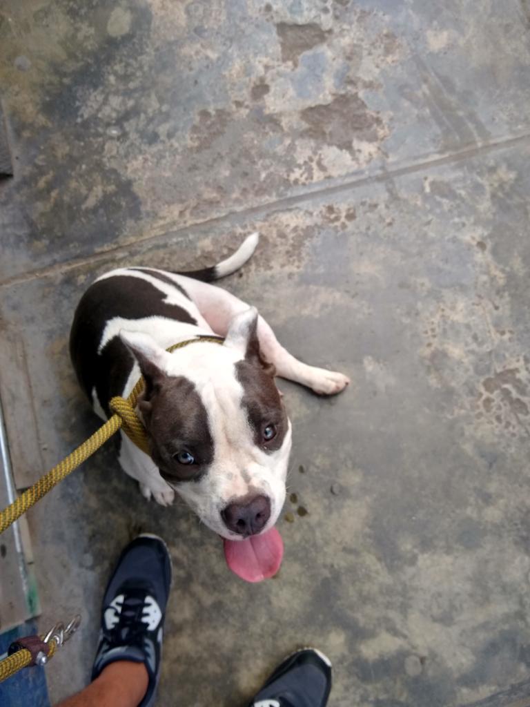 American Bully