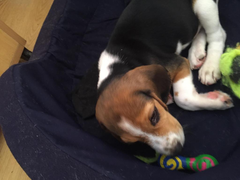 Beagle Tricolor 2 meses y medio