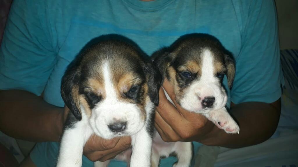 Beagles