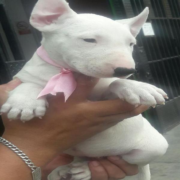 Bella Bull Terrier Blanca