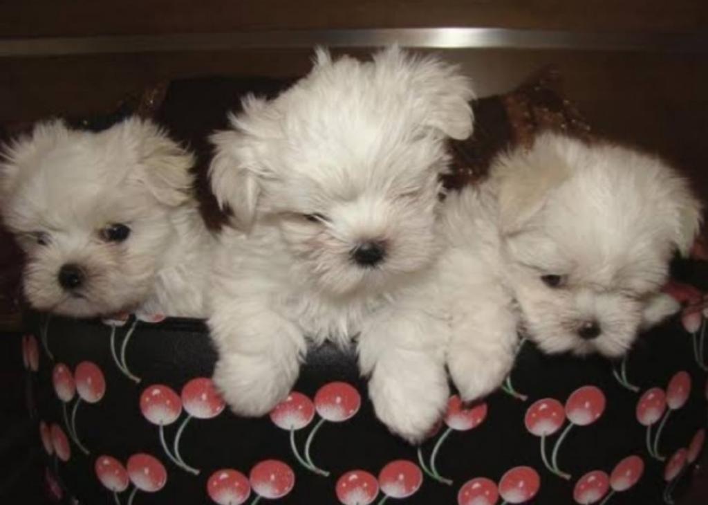 Bichon Maltés