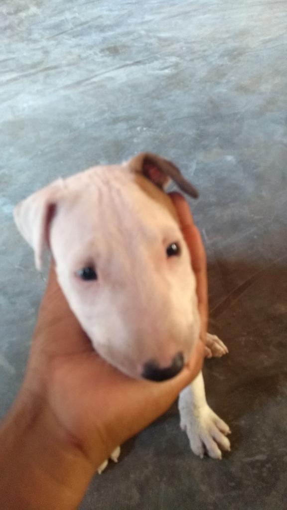 Bull Terrier 750