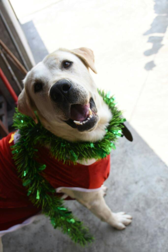 Busca Novia Labradora