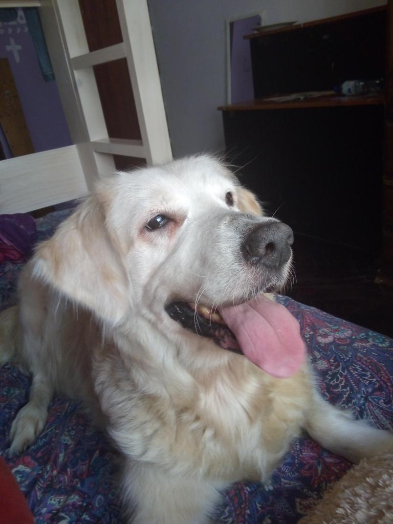 Busco novio para Cruze Golden retriever