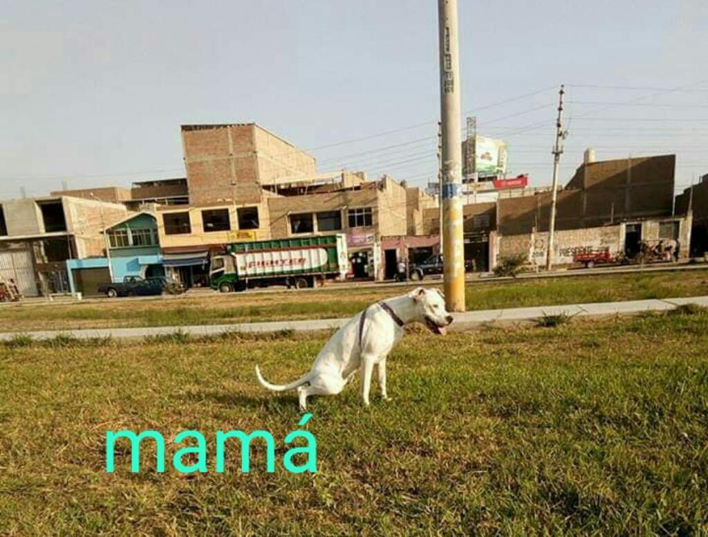 Cachorra Dogo Argentino