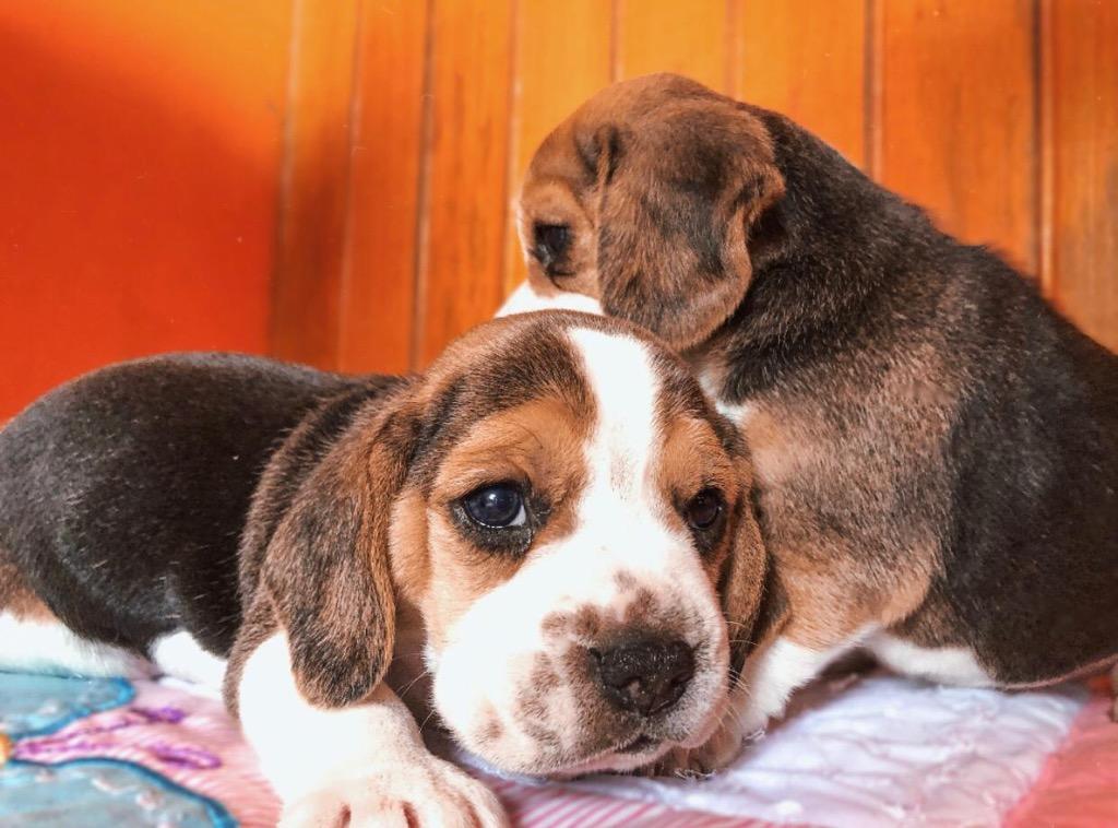 Cachorras Beagles Tricolor