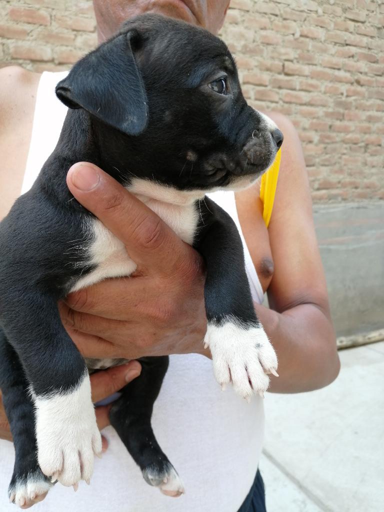 Cachorros American Bully