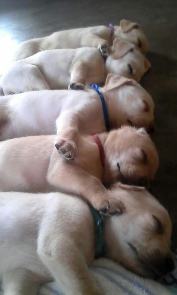 Cachorros Labradores