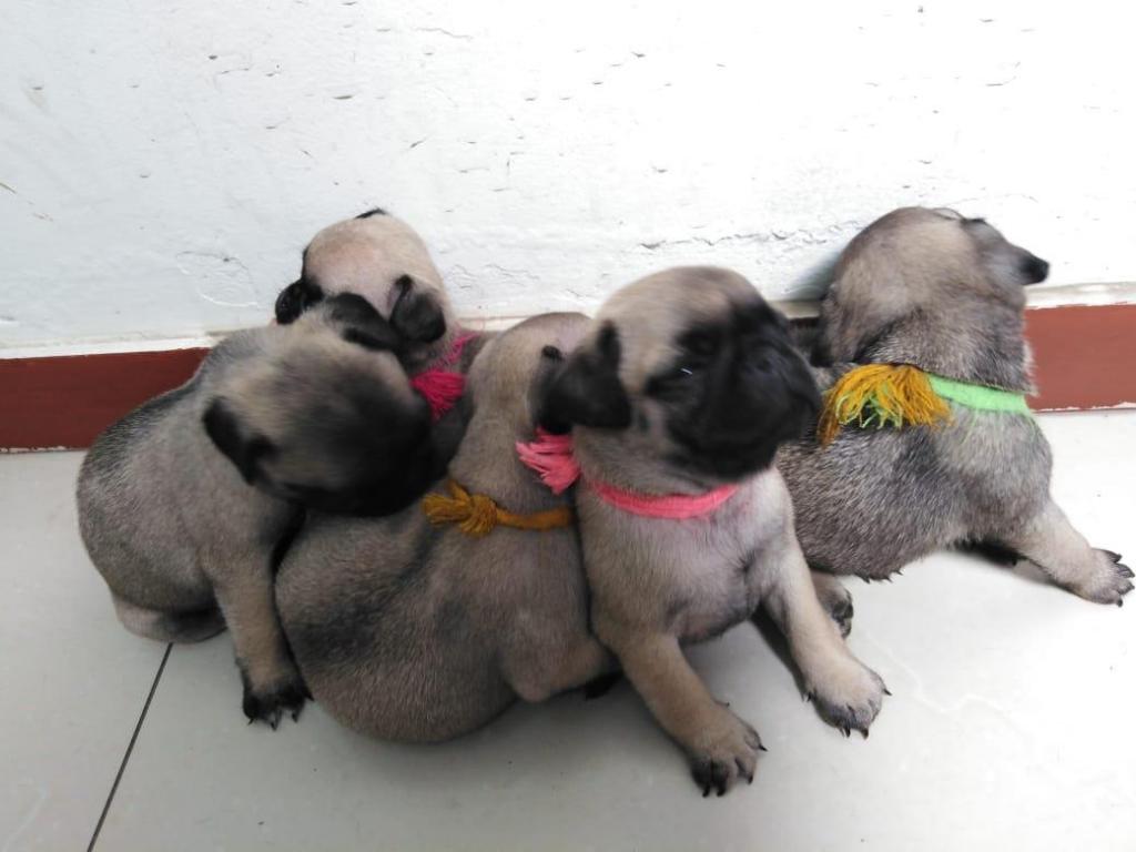 Cachorros Pug