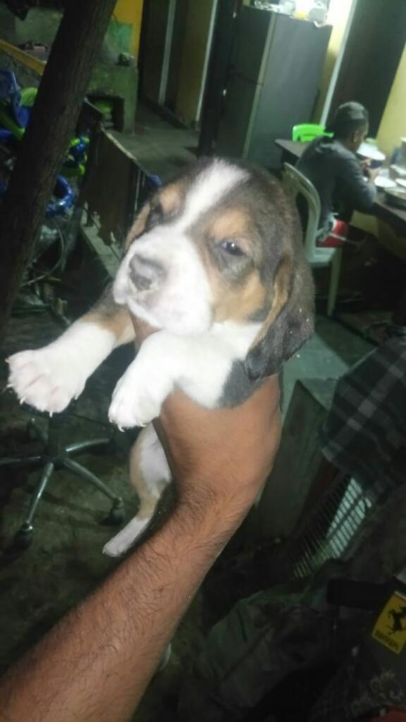 Cachorros Raza Beagle