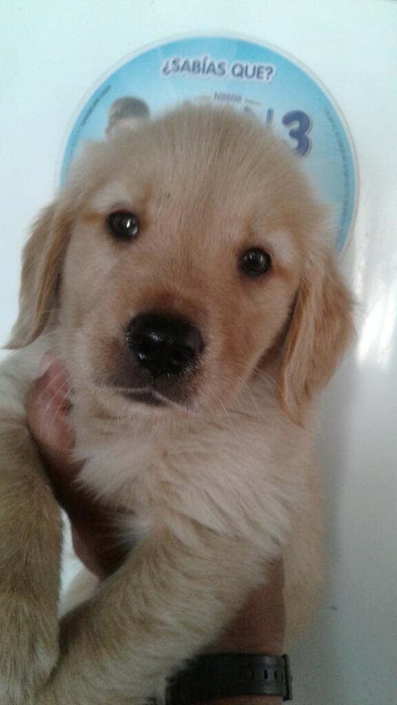 Cachorros Raza Golden Retriewer