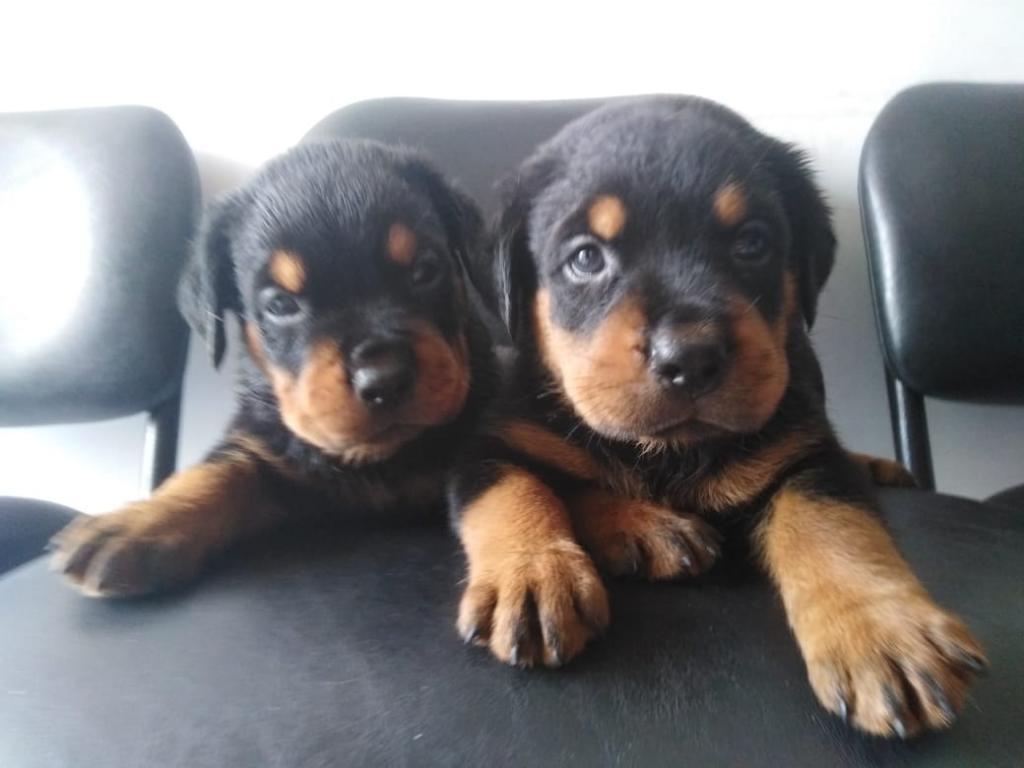 Cachorros Rottweile