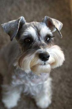 Cachorros Schnauzer Toy