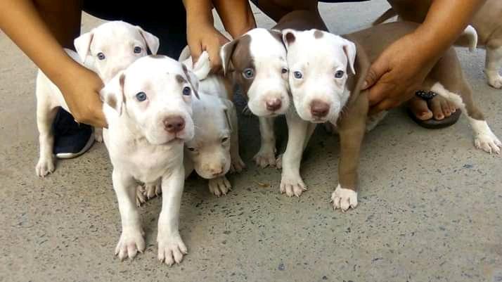 Cachorros pitbull negociable