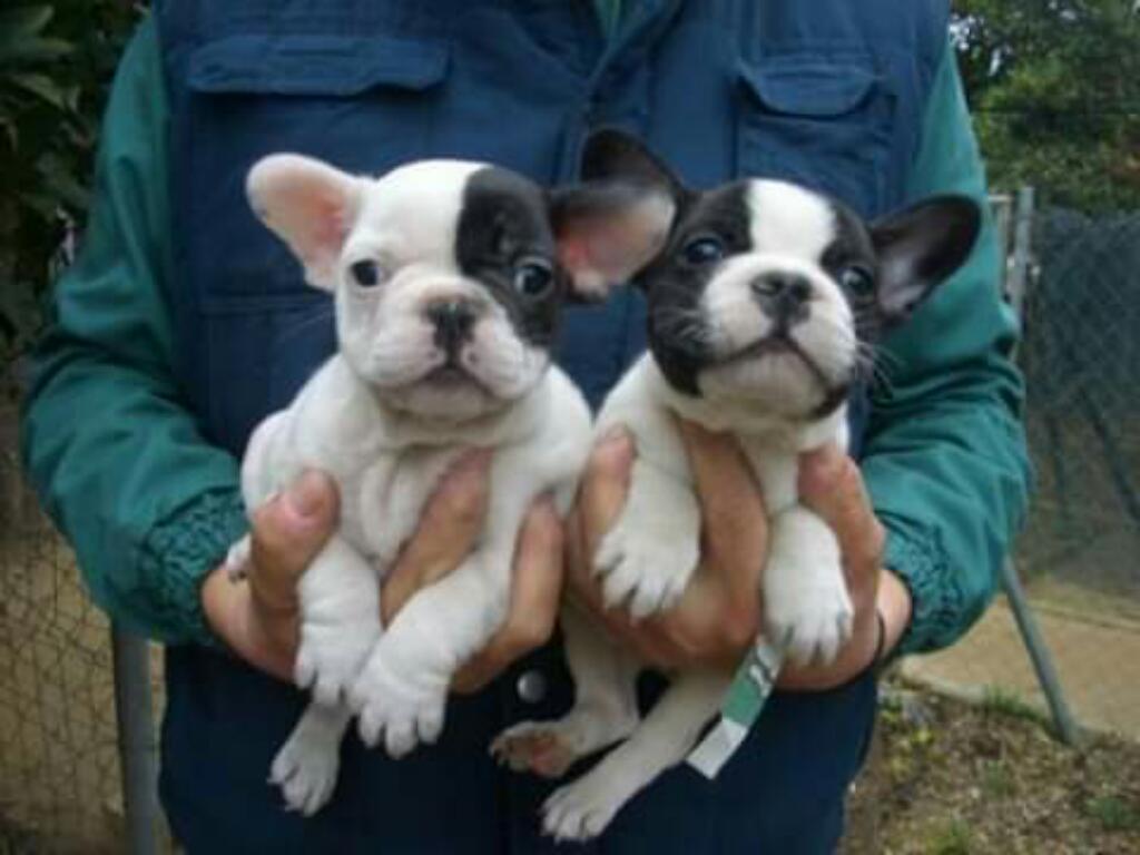 Ccachorros Bulldog Frances Gordittos