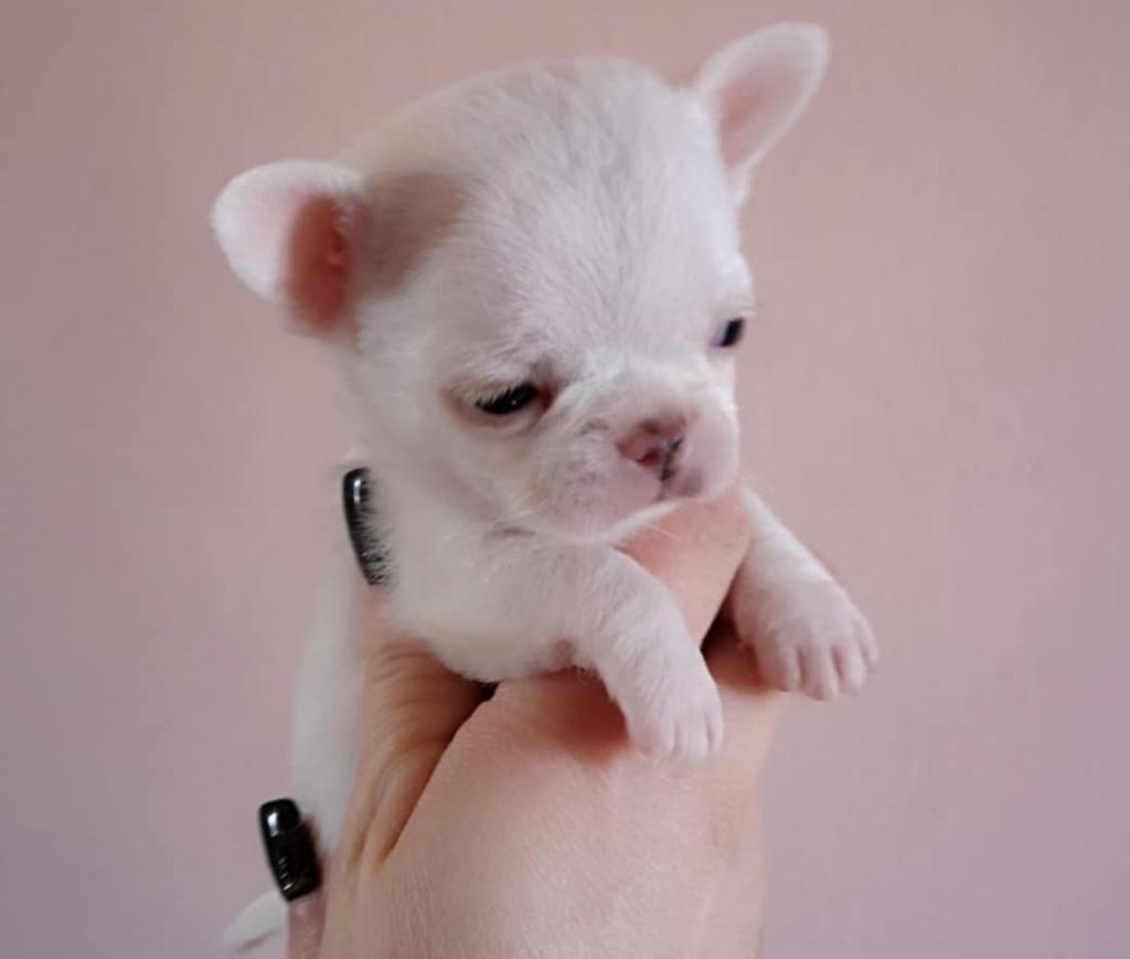 Chihuahua Blancos Chiplegit