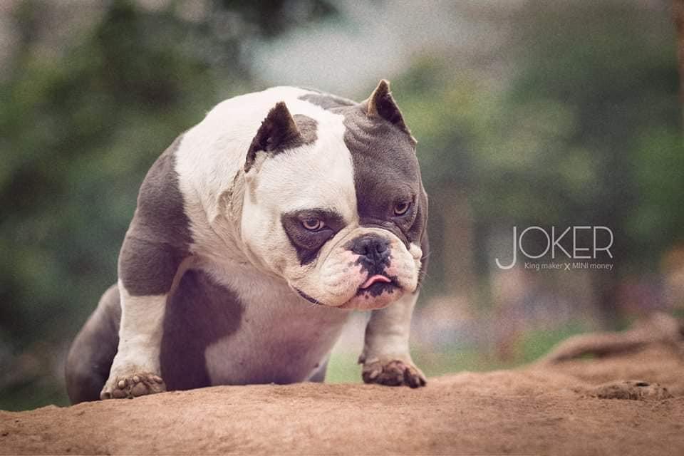 EXOTIC BULLY,