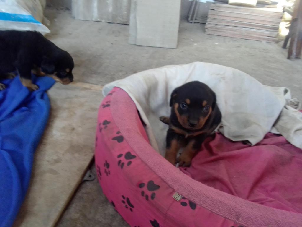 En venta cachorros Rottweiler