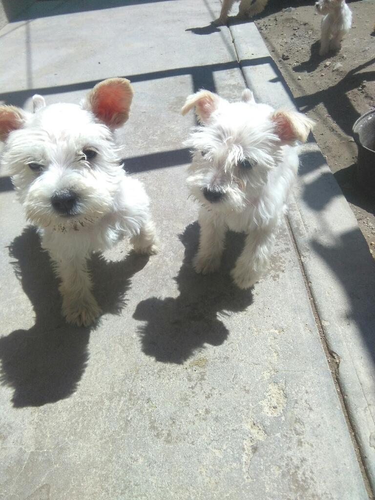 Eschnauzer Blanco