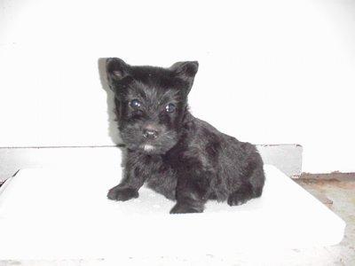 Hermosa Cachorra Scottish Terrier Negro Hembra