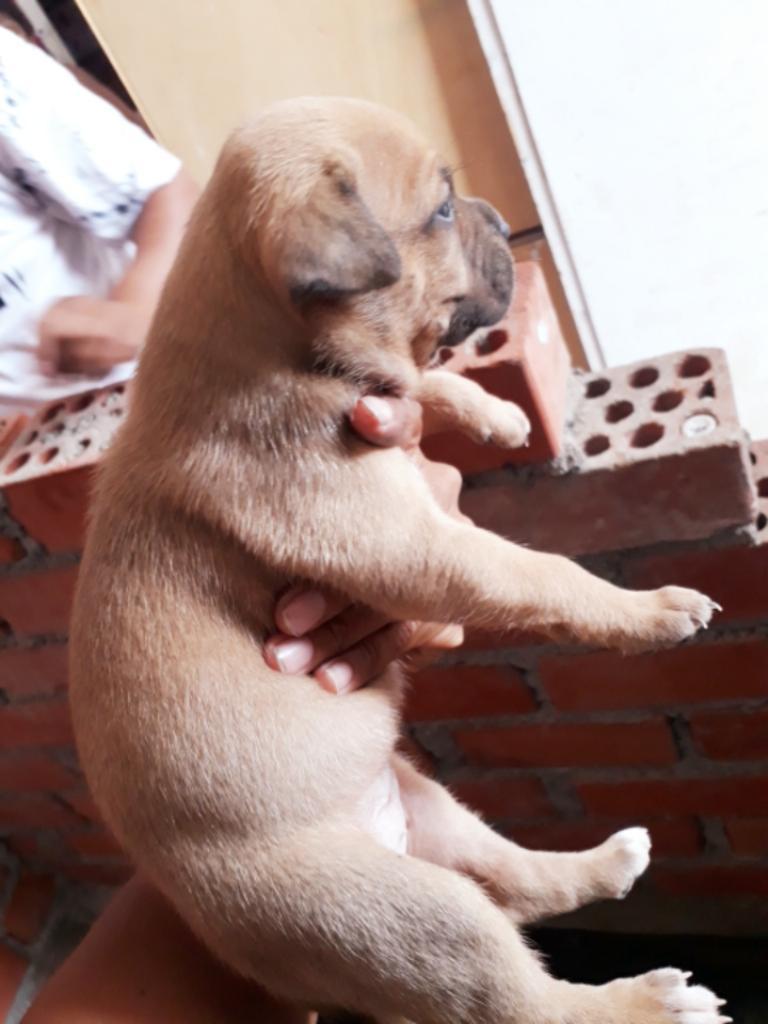 Hermosos Fusion Bully