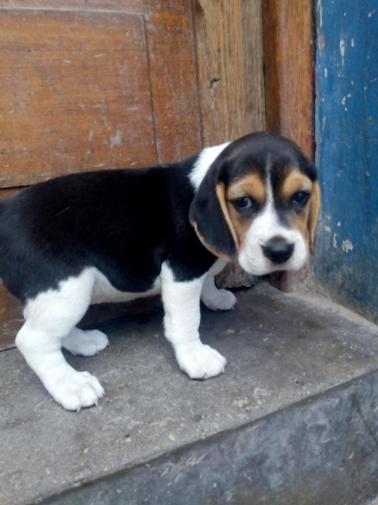 Linda cachorrita Beagle de 1 mes y medio desparacitada