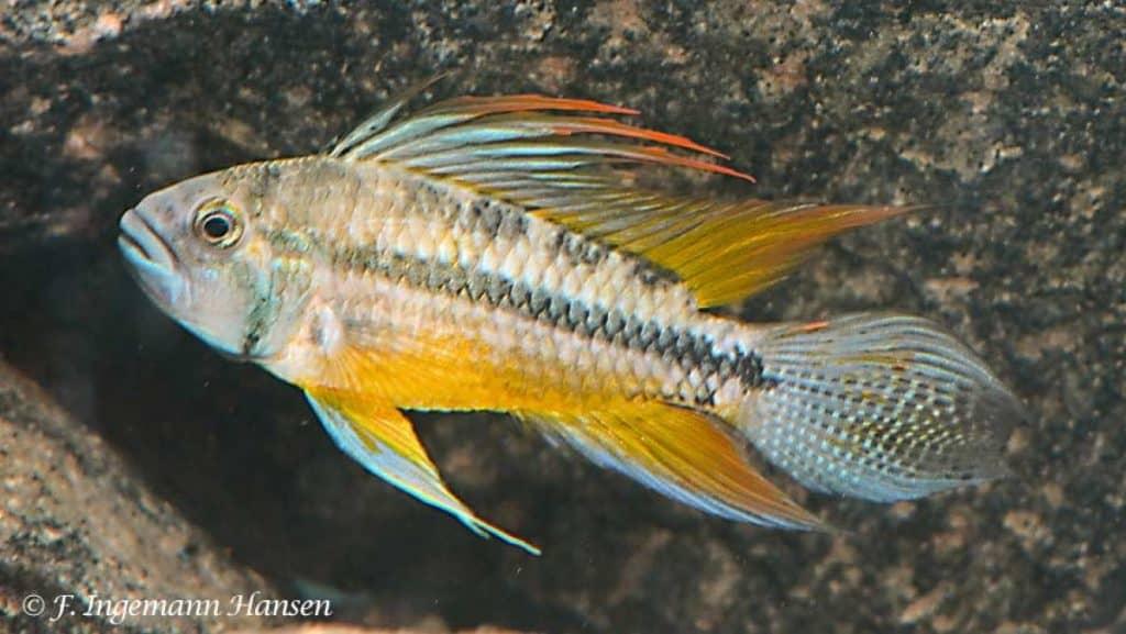 PEZ APISTOGRAMMA CACATUOIDE