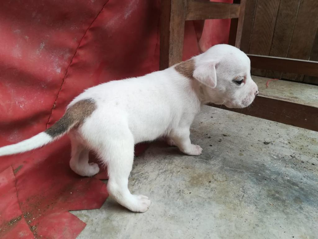 Pitbul Fusion Bully Remate Acepto Celu