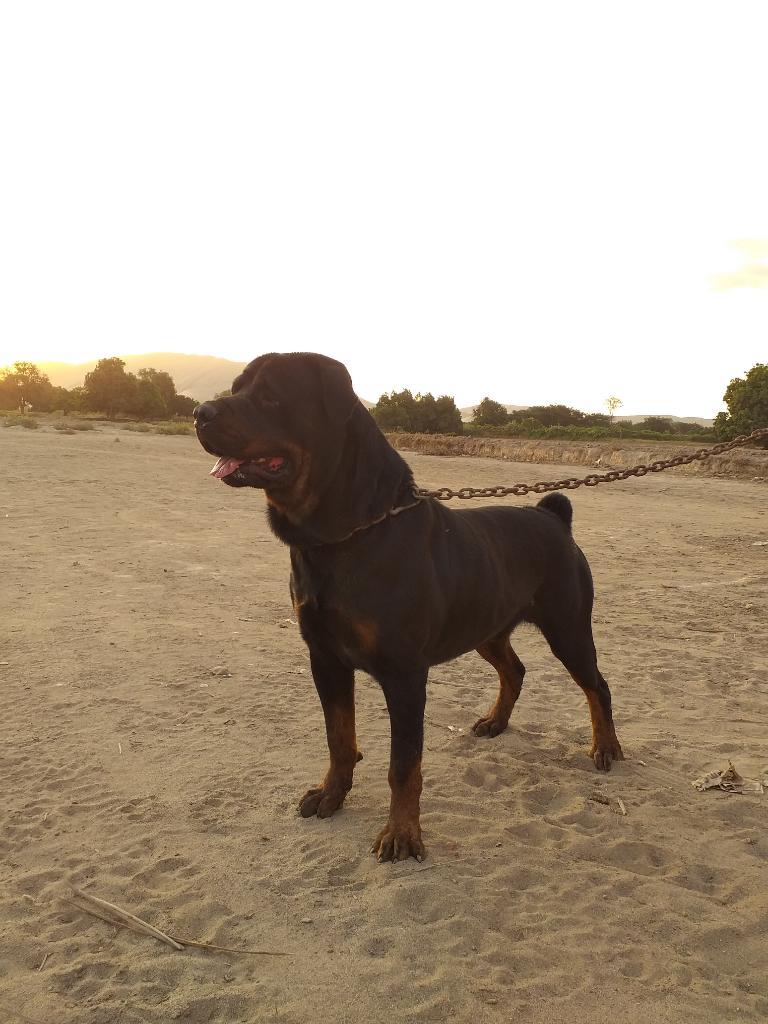 Rottweiler - Servicio de Monta