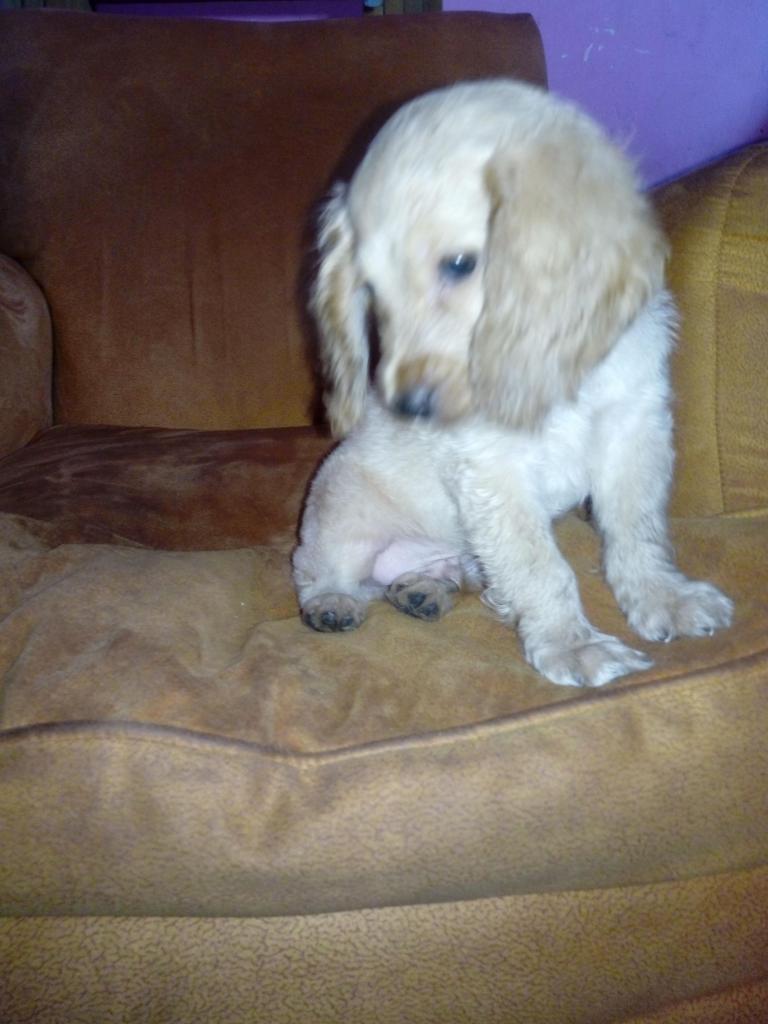 Se vend macho cocker Spaniel