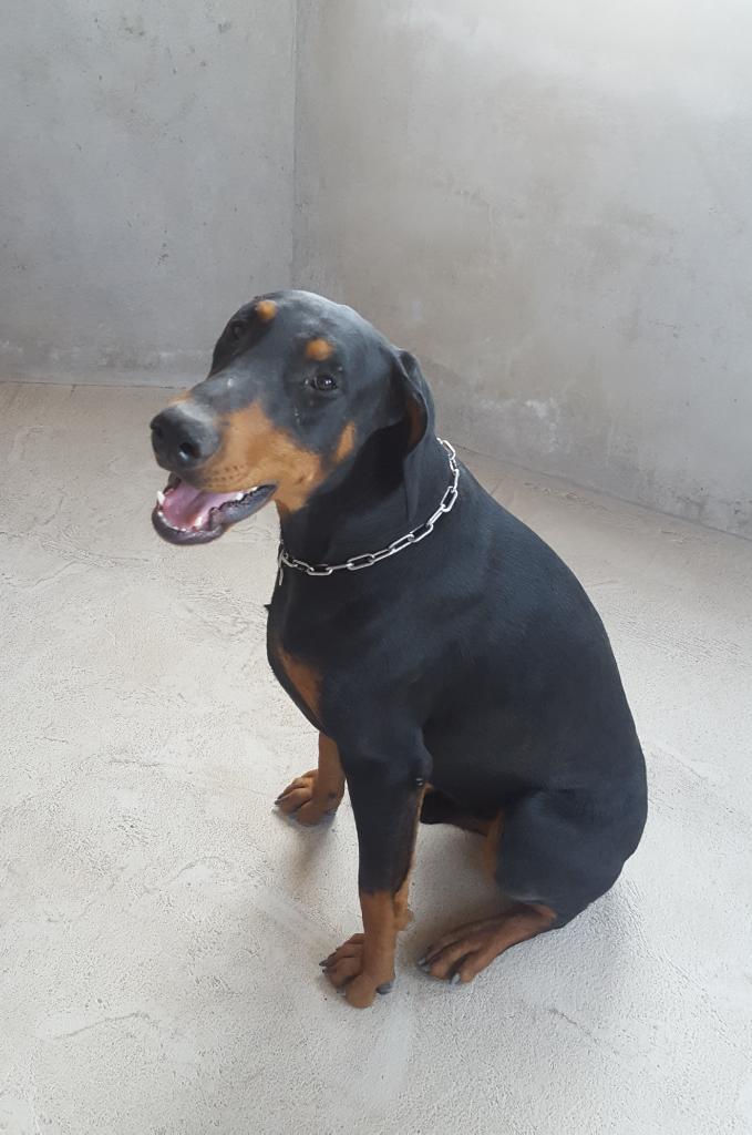 Servicio de Monta Dobermann