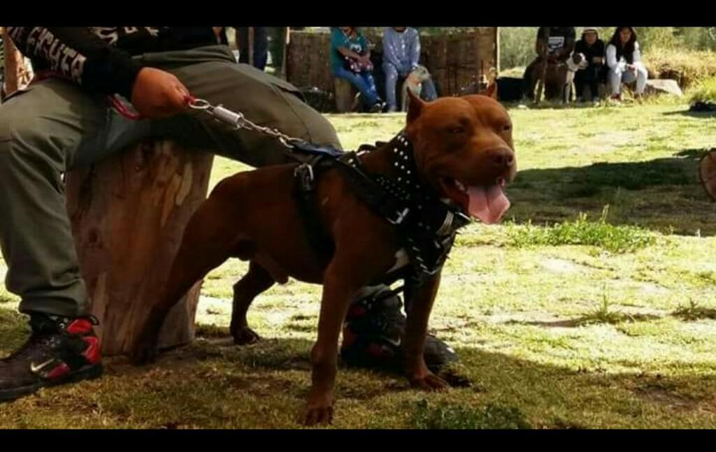 Servicio de Monta Pitbull Ret.