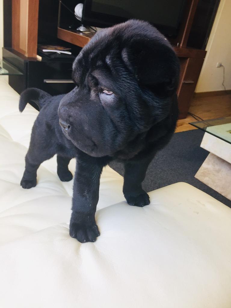 Sharpei