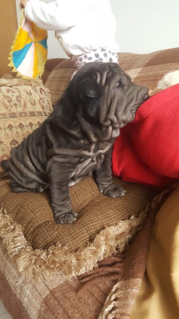 Sharpei Cachorro