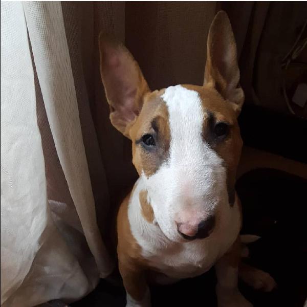 Vendo Bull Terrier Macho Aleonado