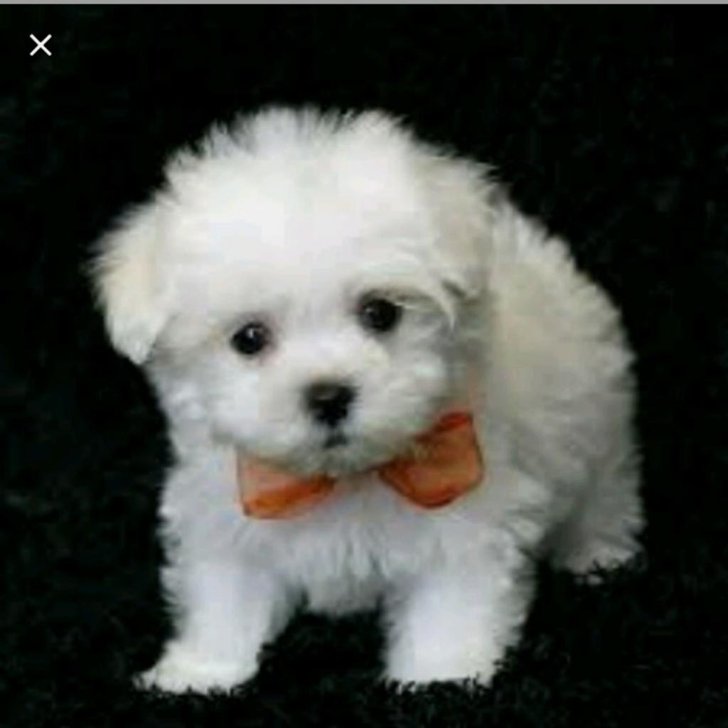 Vendo Cachoritos Bichon Maltes