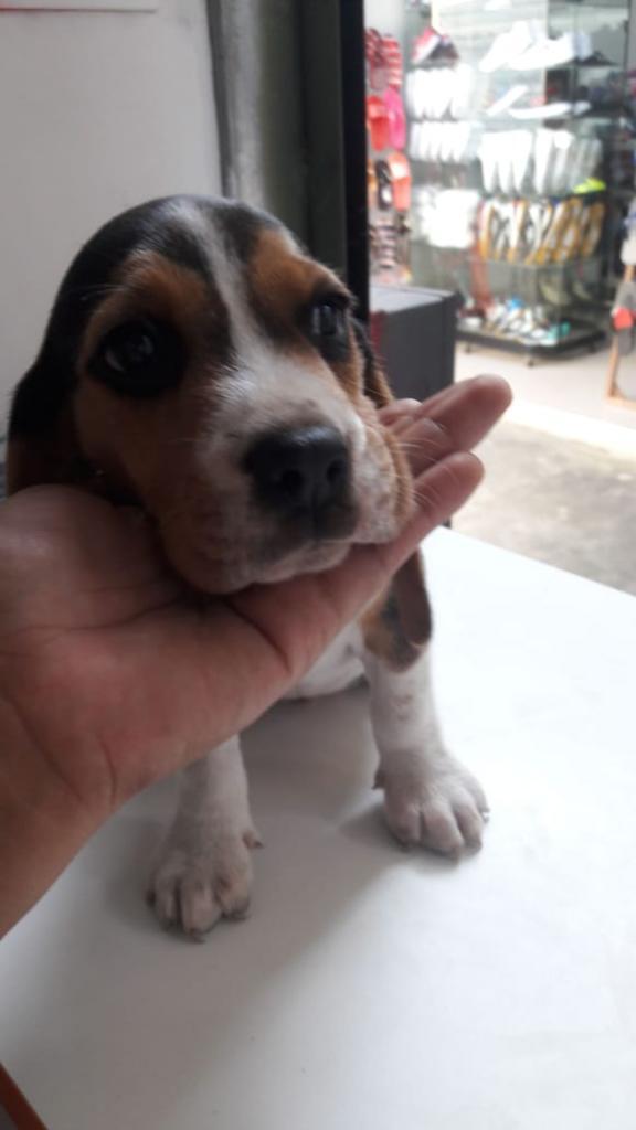 Vendo Cachorro Beagle Macho