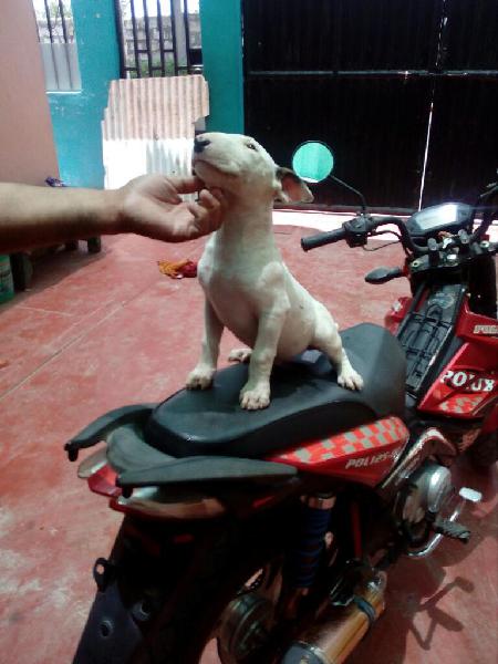 Vendo Cachorros Bull Terrier