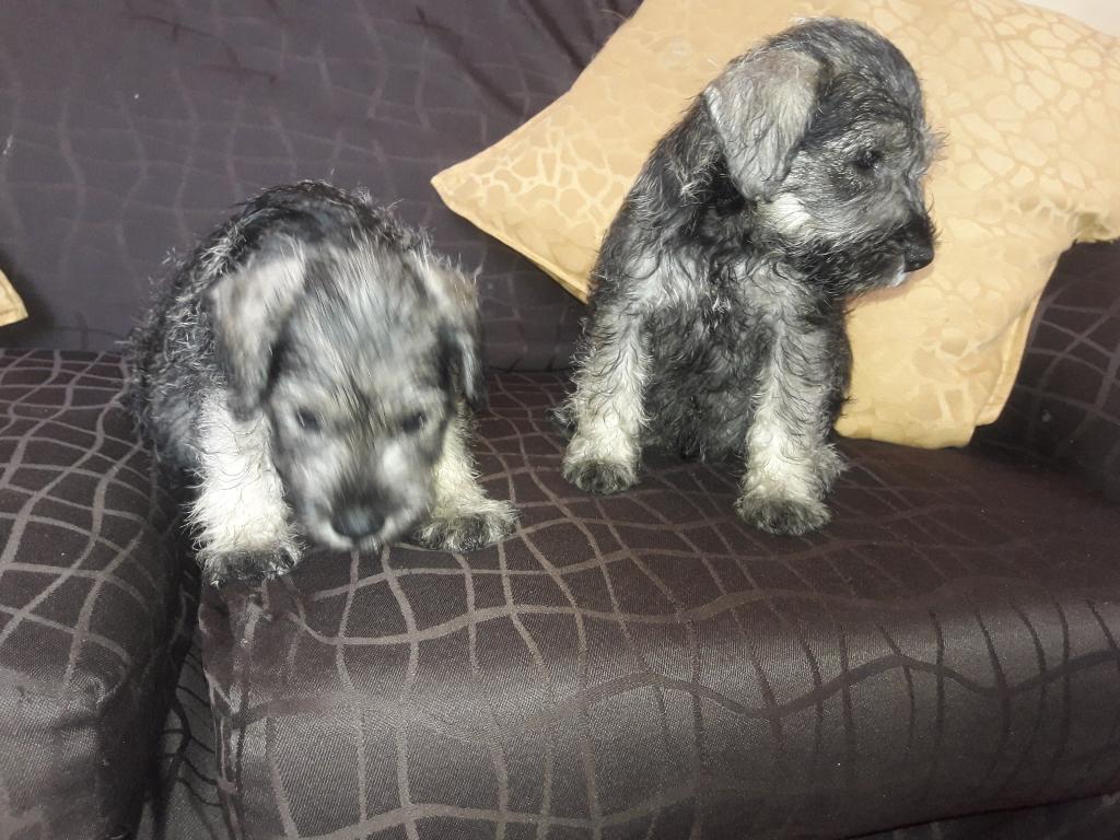 Vendo Cachorros Schnauzer