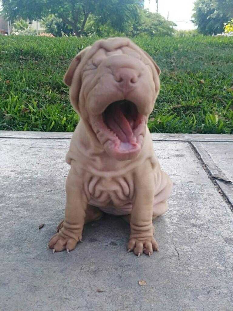 Vendo Cachorros Sharpei