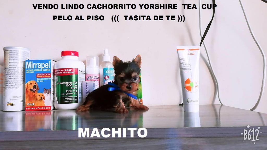 Vendo Expectacular Cachorrito Yorkshire Tea Cup Pelo Al Piso
