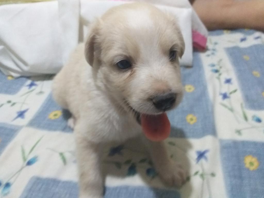 Vendo Perro Labrador