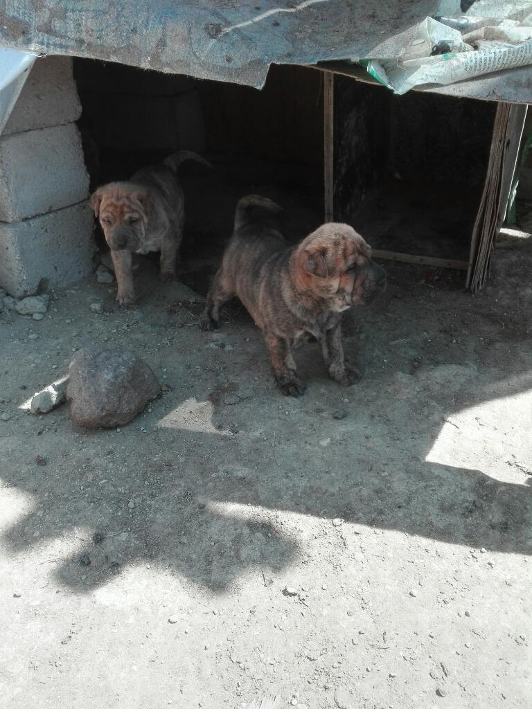 Vendo Perros Charpei Padres Presentes