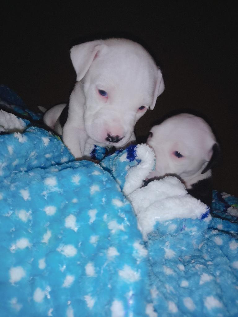 Vendo Pitbull American Blue