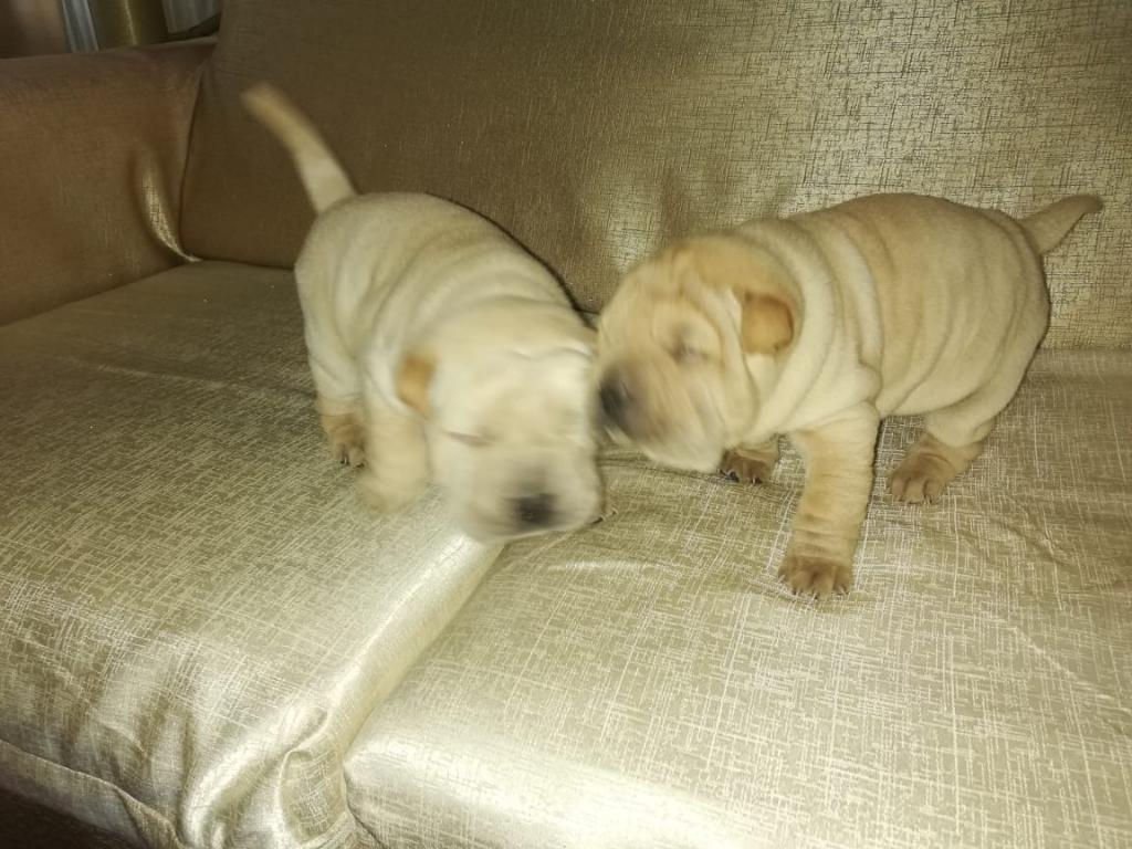 Vendo Sharpei